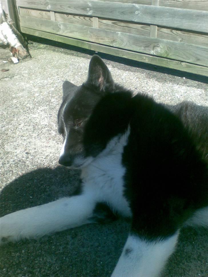 Karelsk bjørnehund Misko - jeg elsker at ligge og nyde solen.. ! billede 3