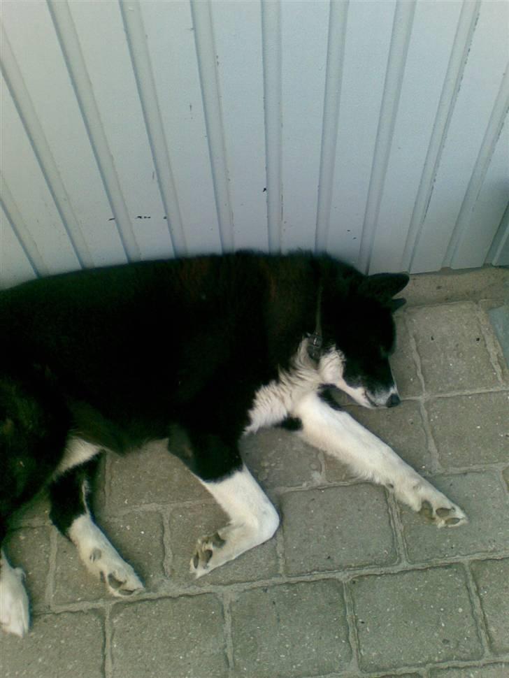 Karelsk bjørnehund Misko - men det er nu os okay at ligge og sove i skyggen..! billede 4