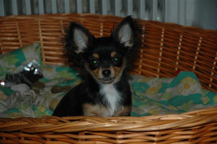 Chihuahua Prada billede 8