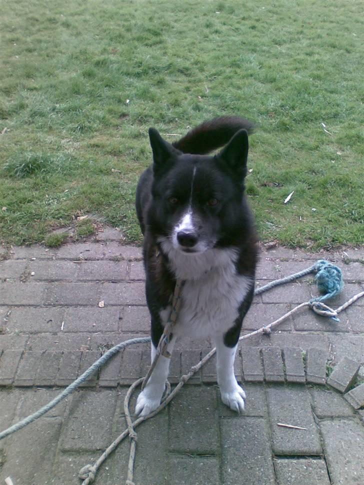 Karelsk bjørnehund Misko - hmm!? hvad skal jeg nu finde på af frække ting jeg kan drille med?  billede 5