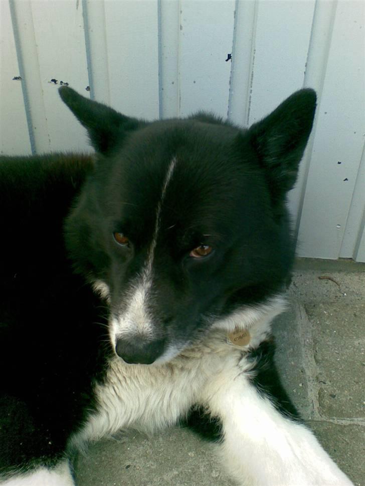 Karelsk bjørnehund Misko - så nu bliver jeg snart sur , af at du hele tiden kommer med den der tingest billede 6