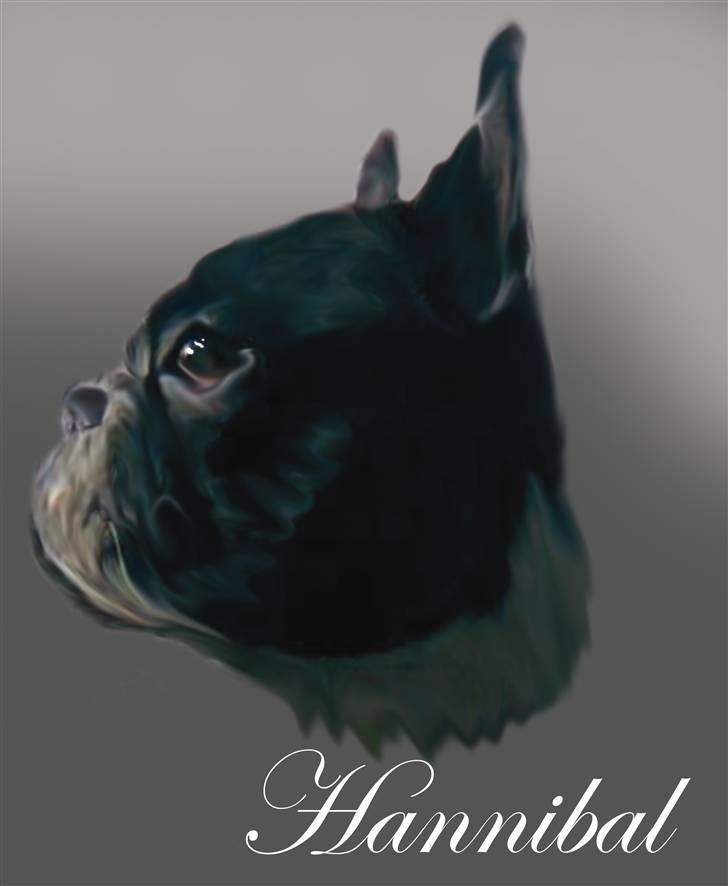 Fransk bulldog Hannibal - Et nyt superflot billede, lavet af Lærke A. Tusind tak :D billede 1