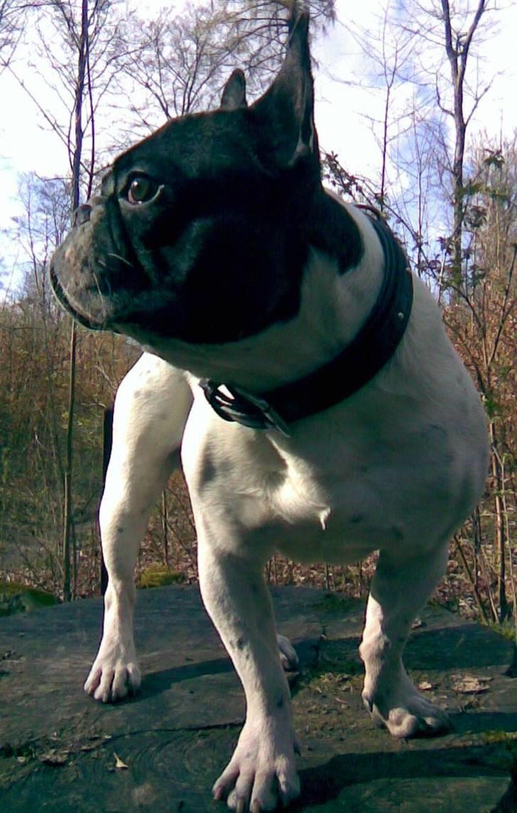 Fransk bulldog Hannibal - Må jeg snart hoppe ned?  billede 2