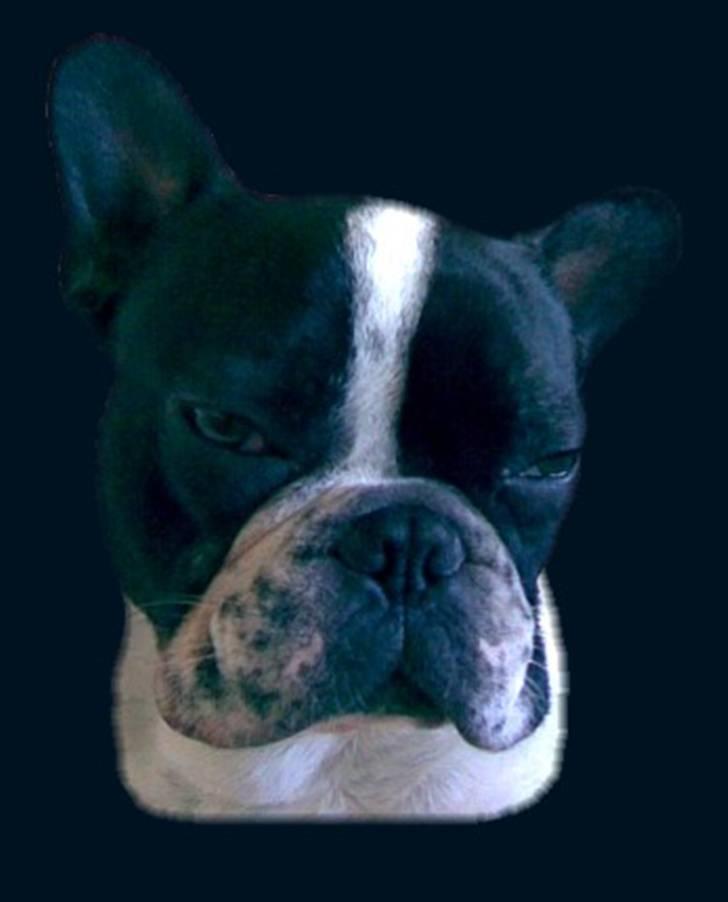 Fransk bulldog Hannibal - Sød ven billede 3