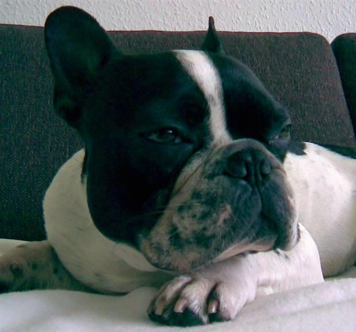 Fransk bulldog Hannibal - Man skal da nyde livet billede 4