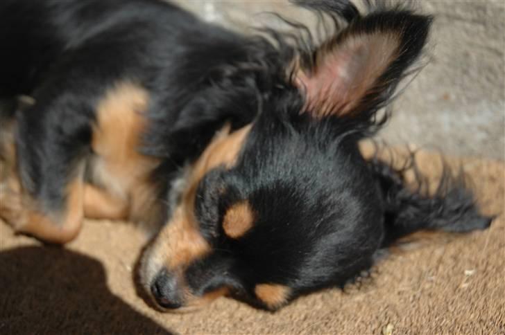 Chihuahua Prada billede 9