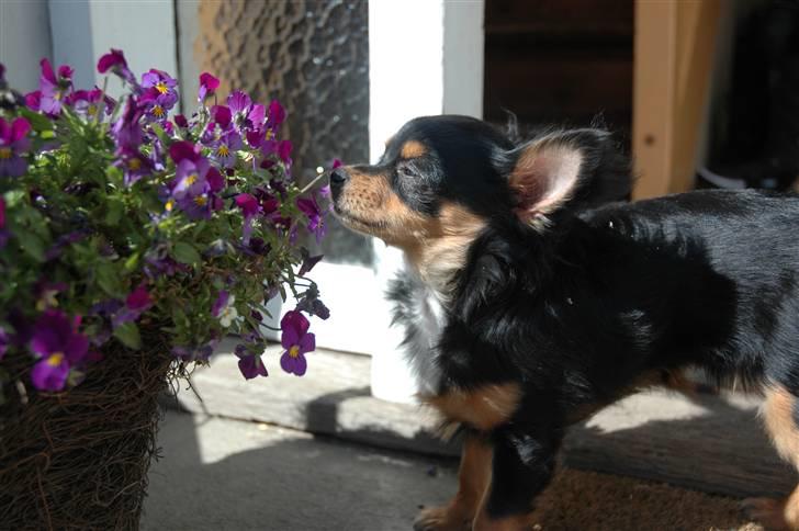 Chihuahua Prada billede 10