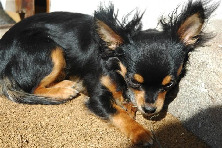 Chihuahua Prada billede 11