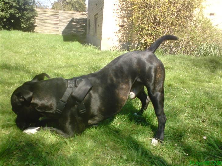 Amerikansk staffordshire terrier Ozzy billede 7