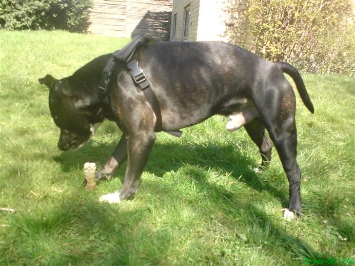 Amerikansk staffordshire terrier Ozzy billede 8