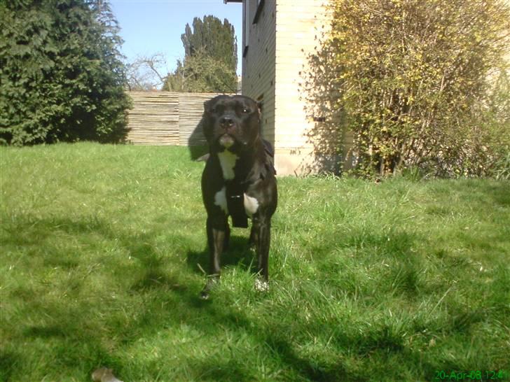 Amerikansk staffordshire terrier Ozzy billede 9