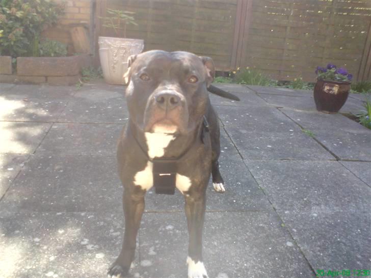 Amerikansk staffordshire terrier Ozzy billede 10