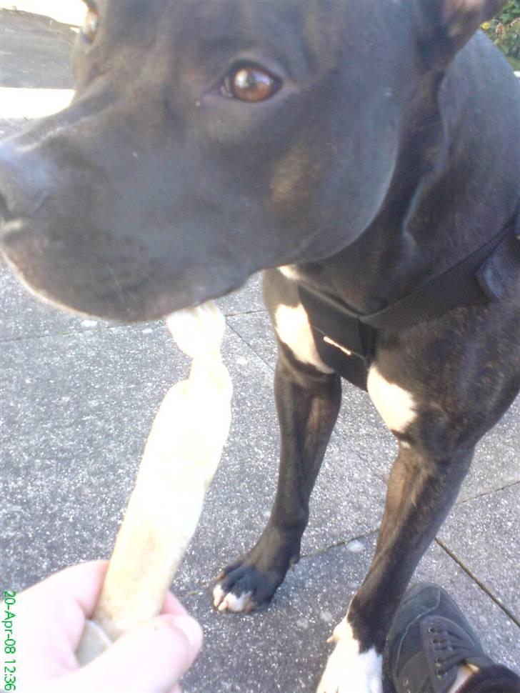 Amerikansk staffordshire terrier Ozzy billede 11