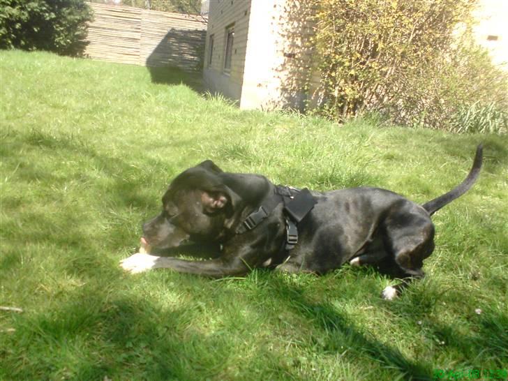 Amerikansk staffordshire terrier Ozzy billede 12