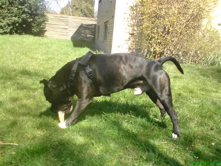 Amerikansk staffordshire terrier Ozzy billede 13