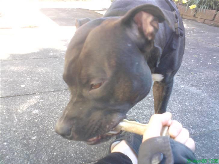 Amerikansk staffordshire terrier Ozzy billede 14