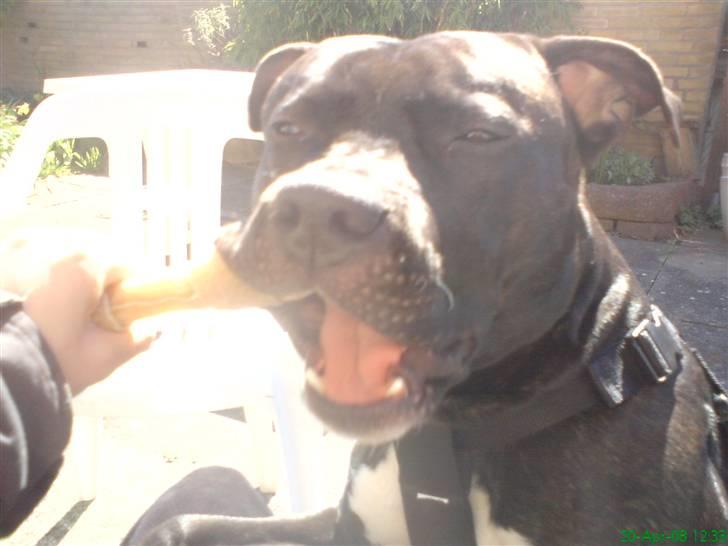 Amerikansk staffordshire terrier Ozzy billede 15