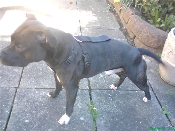 Amerikansk staffordshire terrier Ozzy billede 16