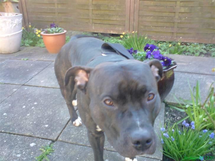 Amerikansk staffordshire terrier Ozzy billede 17