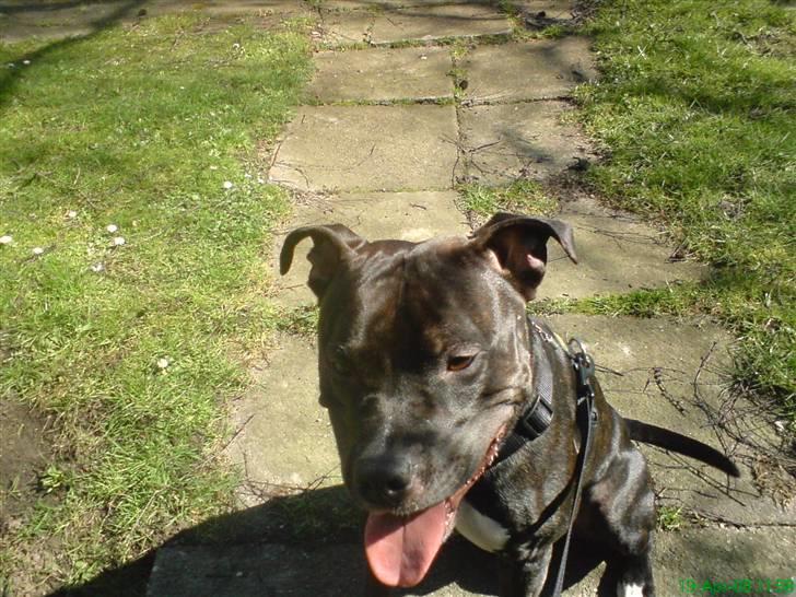 Amerikansk staffordshire terrier Ozzy billede 18