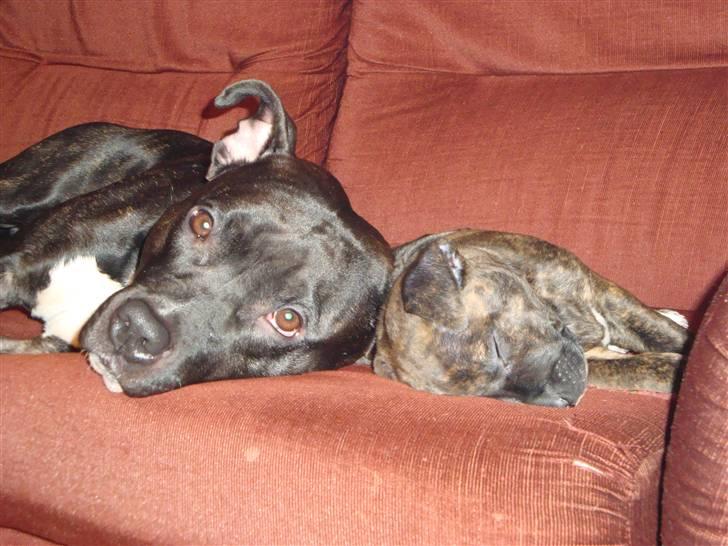 Amerikansk staffordshire terrier Ozzy billede 19