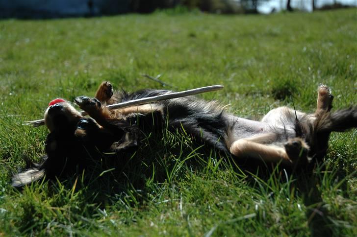 Chihuahua Prada billede 12