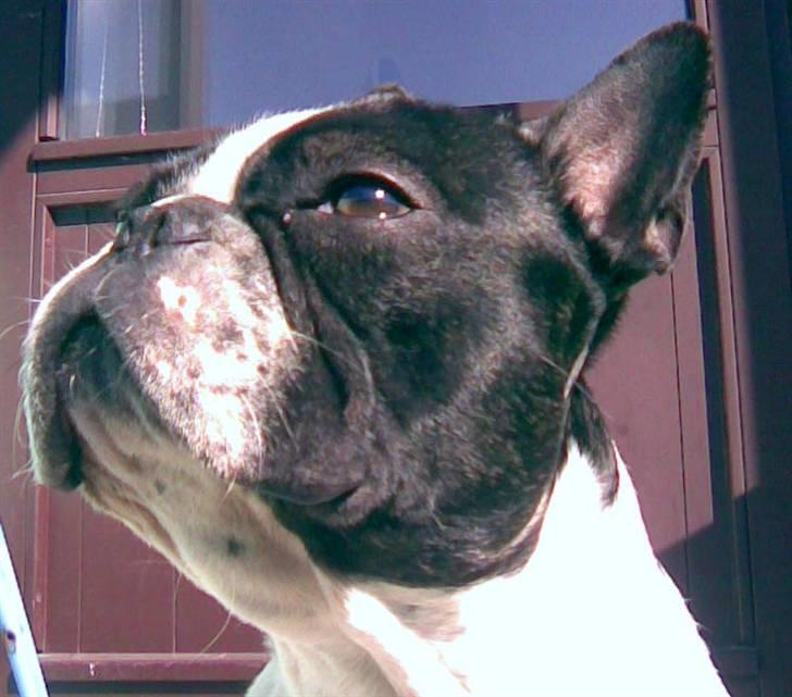 Fransk bulldog Hannibal - Ud og nyde solen på altanen billede 6