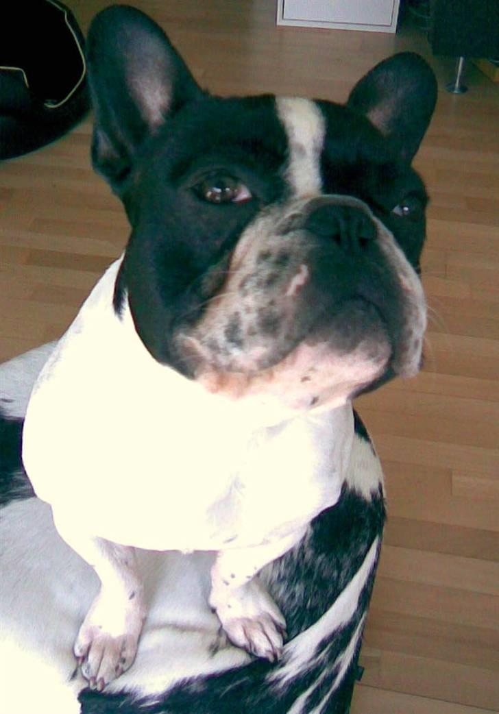 Fransk bulldog Hannibal - Vi kan da godt sidde her og se kønne ud, hvis du synes  billede 7