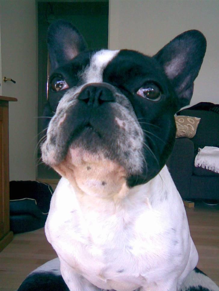 Fransk bulldog Hannibal - Stort hoved, mig??? billede 8