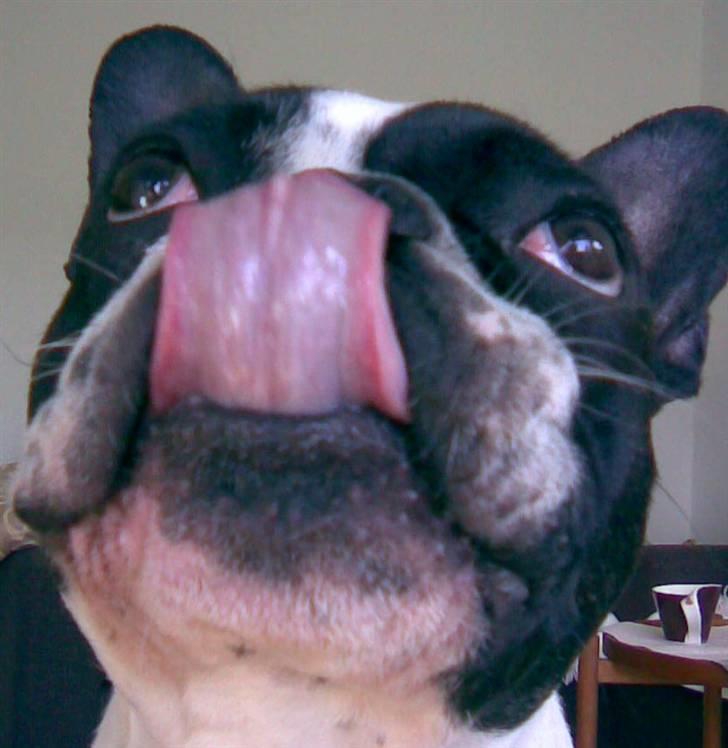 Fransk bulldog Hannibal - Mmmmm, sagde du guffer? billede 9