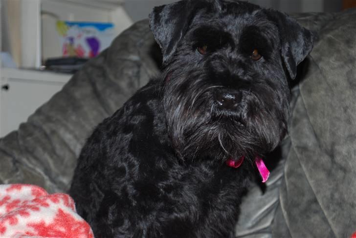 Dvaergschnauzer Frida - foto:MHHTV .mig d; billede 2