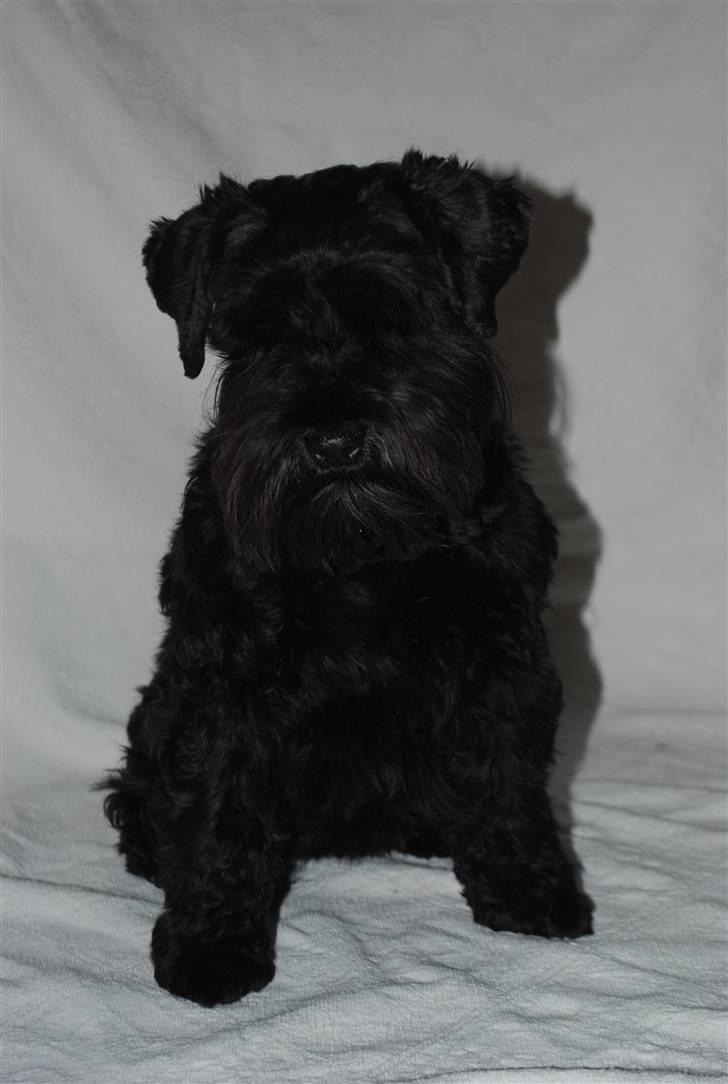 Dvaergschnauzer Frida - NYT foto:MHHTV .mig d; billede 3