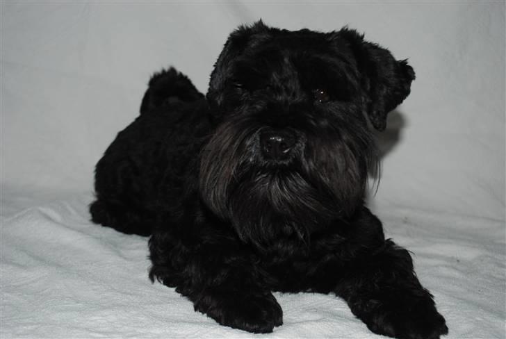 Dvaergschnauzer Frida - NYT foto:mhhtvfoto.  billede 4