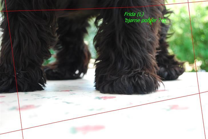 Dvaergschnauzer Frida - haah <333333333333 foto:MHHTV .mig d; billede 5