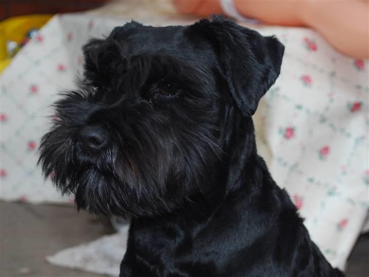 Dvaergschnauzer Frida - hvor er hun dog bare skøn (: foto:MHHTV .mig d; billede 6