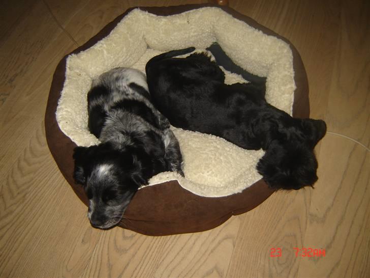 Dvaergschnauzer Frida - frida er lige blevet klippet :b <3 + man skal altid dele hvad man har x) den anden hun d hedder frede (: og når frida løber væk ved vi altid hvor hun er - hun er opppe hos frede ! xb haha! frede er min mormor og morfars hund (: foto:MHHTV .mig d; billede 7