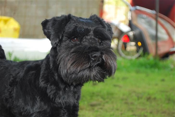 Dvaergschnauzer Frida - Zzzz.. hun er lige blevet klippet (: foto : maria(: billede 8