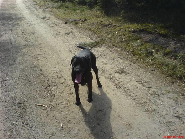 Labrador retriever Kinky - Kinky ca 13mdr... billede 18