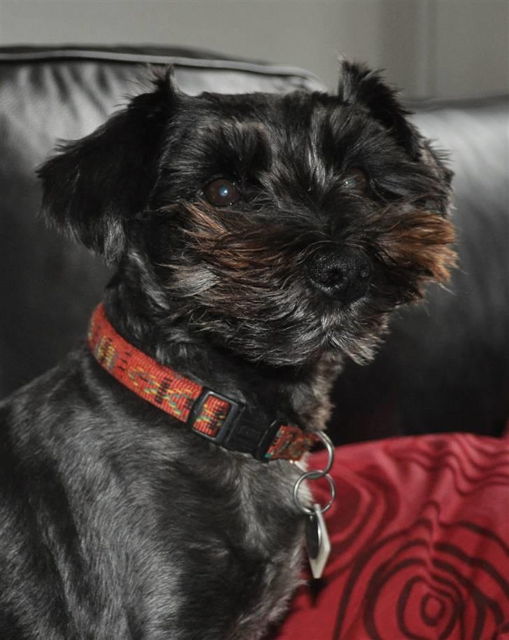 Blanding af racer Leica - nej jeg lå lige så godt  billede 7