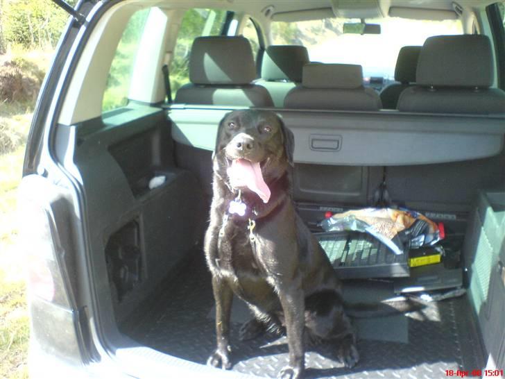 Labrador retriever Kinky - Kinky ca 13mdr... billede 19