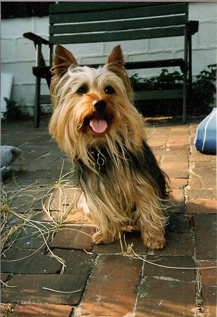 Australian silky terrier Felix billede 1