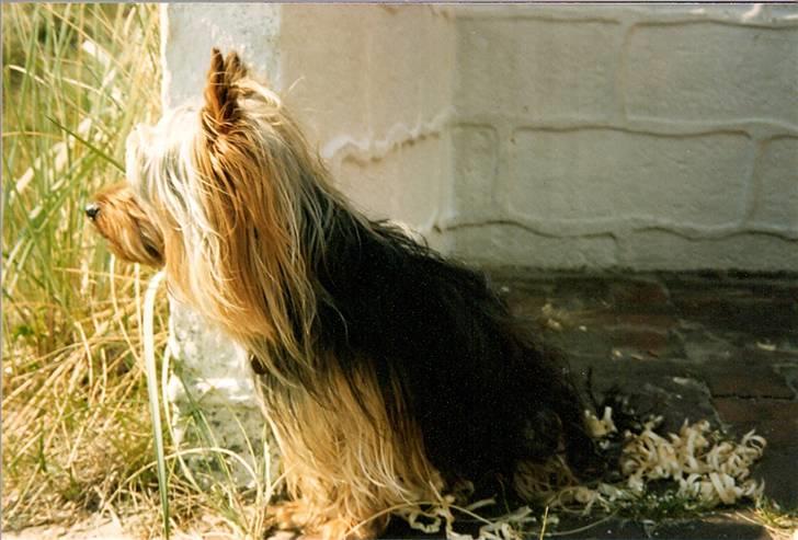 Australian silky terrier Felix billede 2