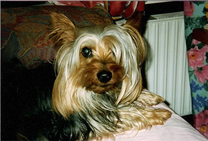 Australian silky terrier Felix billede 3