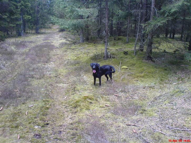 Labrador retriever Kinky - Kinky ca 13mdr... billede 20