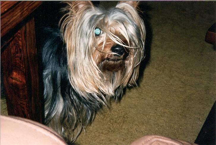 Australian silky terrier Felix billede 4