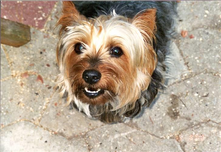 Australian silky terrier Felix billede 5