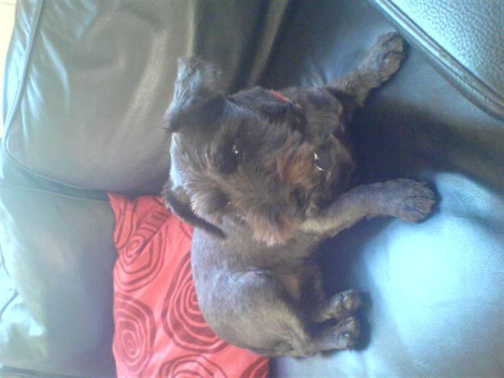 Blanding af racer Leica billede 8