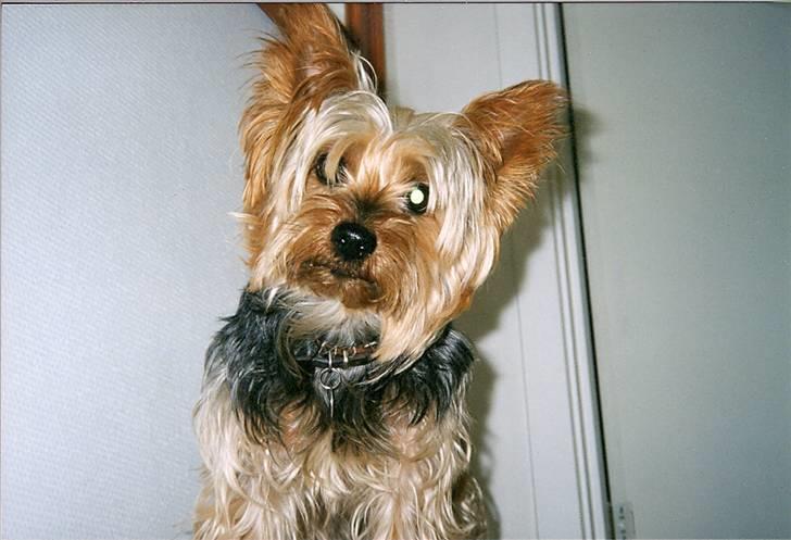 Australian silky terrier Felix billede 6