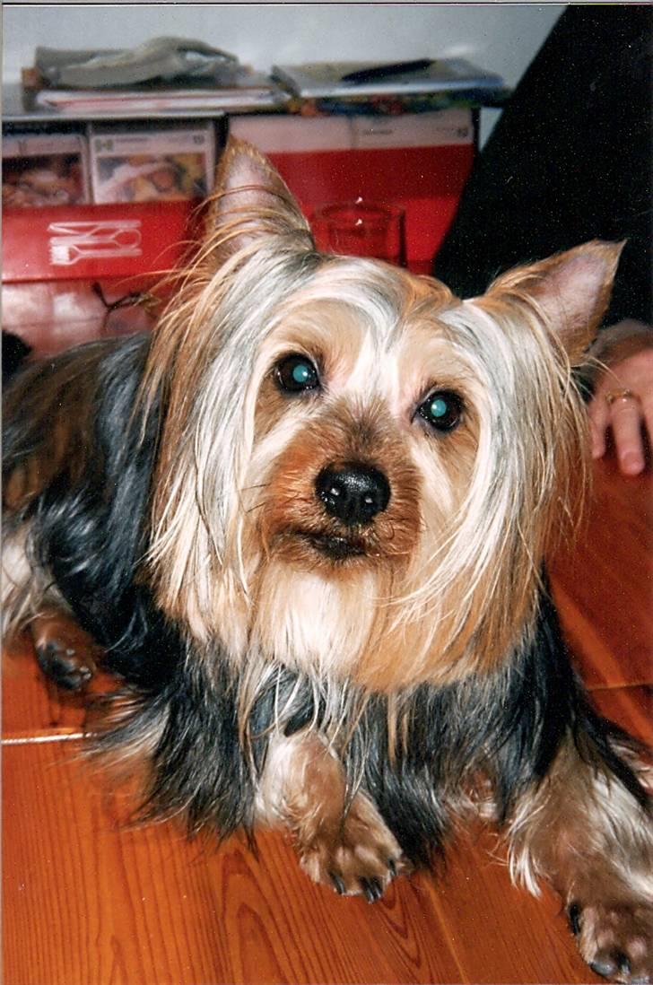 Australian silky terrier Felix billede 7