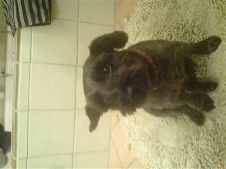 Blanding af racer Leica billede 9